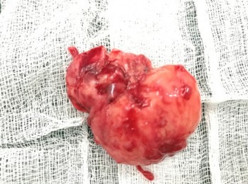 Photo 22-05-2017, 9 46 21 AM